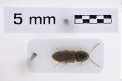 Foto (Dorsalansicht) von Aeoloderma stigmaticus (NHMW-ZOO-COL-0008003)